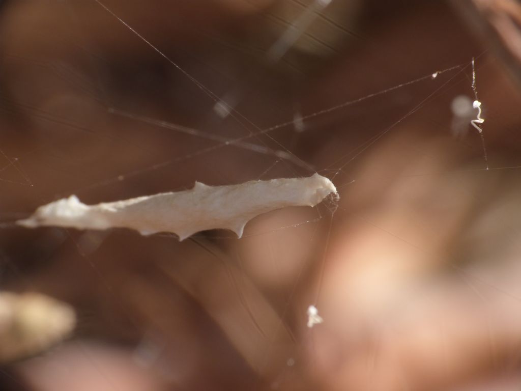 Uloboridae - Uloborus walkenaerius